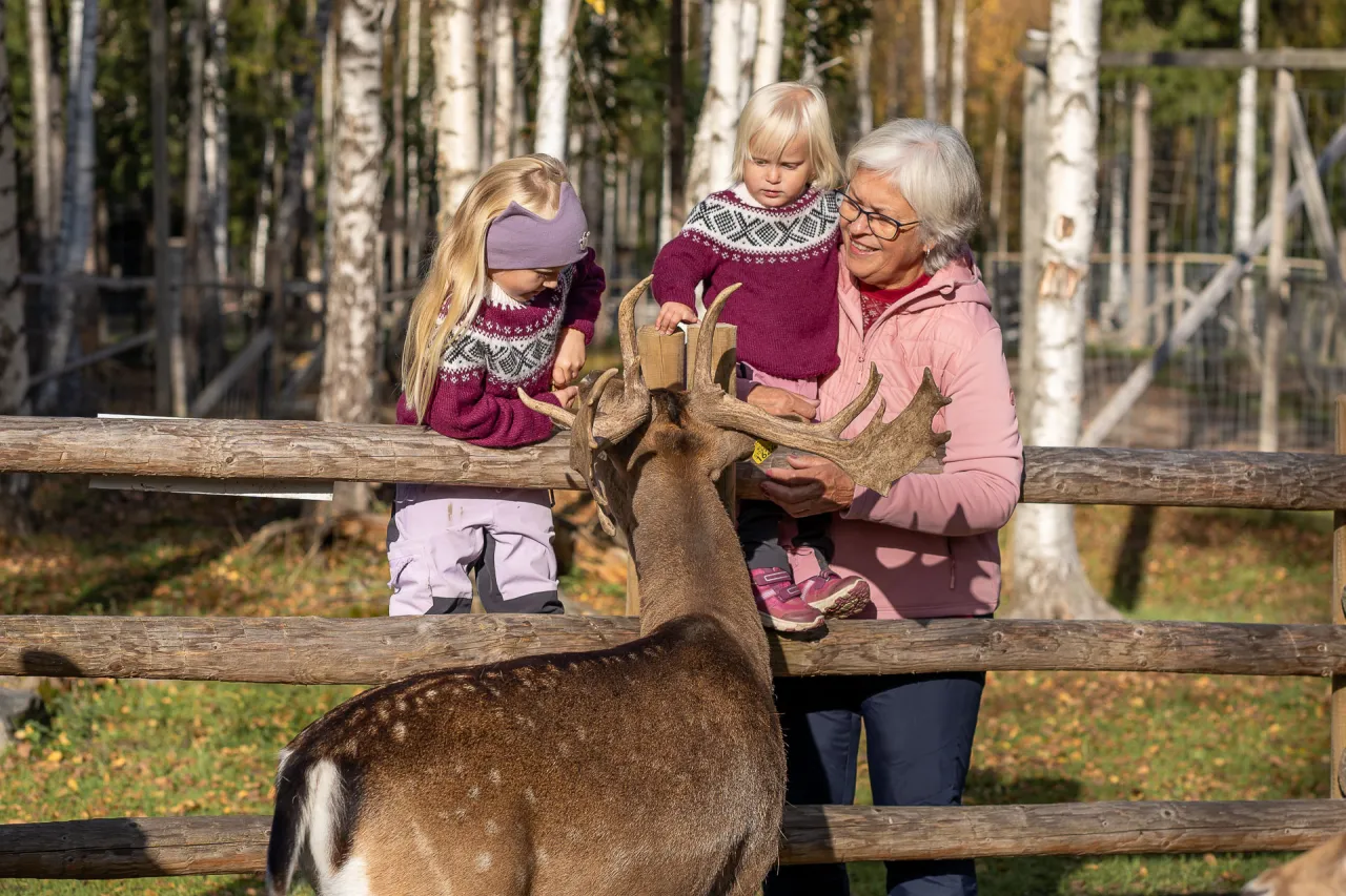 Hilse på dåhjorten Barnas Gård høst